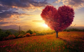 Картинка поле, небо, сердце, heart, дерево, blossom, tree, трава, цветы, любовь, beautiful, field, pink, love, landscape, flowers