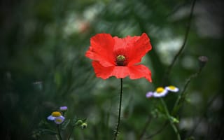 Картинка Весна, Spring, Боке, Красный мак, Red poppy, Bokeh