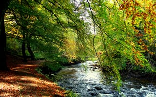 Картинка ручей, берег, лес, листва, осень, деревья
