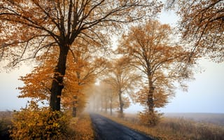 Картинка foggy, Autumn, morning
