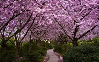 Картинка цветы, парк, деревья, кусты, сакура, цветение, аллея, Япония