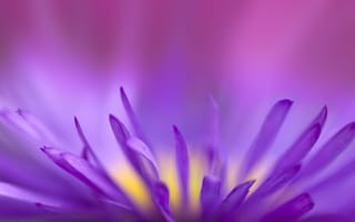 Картинка fragile, хрупкий, цветок, фиолетовый