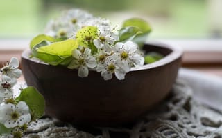 Картинка груша, миска, цветение, цветки груши