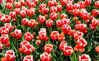 Обои тюльпаны, tulips, поле