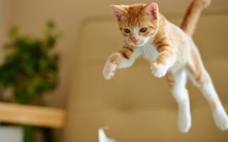 Картинка Котенок, рыжий, прыжок, кот