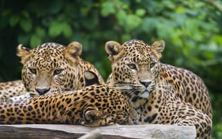 Картинка леопарды, троица, кошки, ©Tambako The Jaguar