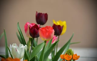 Картинка Весна, Тюльпаны, Spring, Bokeh, Tulips, Боке
