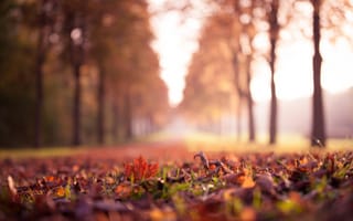 Картинка листья, деревья, трава, осень, бордовые, природа, кленовые, желтые, туман, парк, сухие