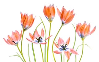 Картинка стебли, Apricot Tulips, тюльпаны
