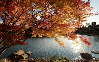 Картинка Природа, Lake, Япония, Fall, Japan, Tree, Colors, Autumn, Дерево, Осень, Озеро, Nature