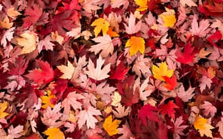 Обои макро, autumn, листопад, leave, leaves, осень, macro, листочки, листья