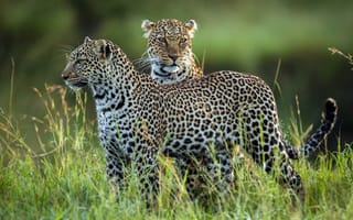 Картинка Leopard Family, леопарды, дикая природа