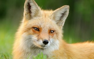 Картинка fox, животное, трава, лиса, шерсть, морда, рыжая, лето