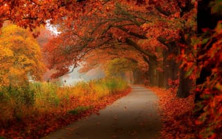 Картинка leaves, nature, autumn, road, trees, walk, листья, forest, природа, осень, прогулка, парк, лес, HDR, деревья, path, park, hdr
