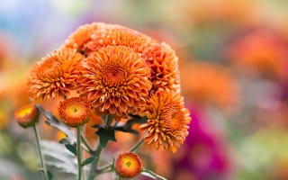 Картинка природа, осень, оранжевые, хризантемы, цветы