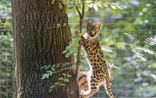 Картинка сервал, ©Tambako The Jaguar, детёныш, котёнок, кошка, дерево