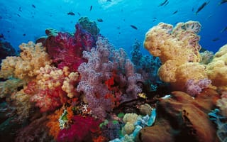 Картинка кораллы, рыбки, индонезия