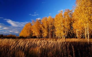 Картинка Природа, Осень, Autumn, Fall, Nature, Trees, Деревья, October