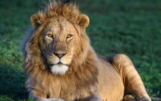 Картинка дикая кошка, Африка, лев