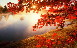 Картинка осень, листья, солнце, ветки, природа, клен, река