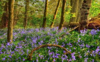Картинка лес, деревья, колокольчики, весна, HDR, spring, forests, цветы