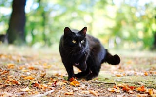 Обои кот, кошка, листья, черный, осень