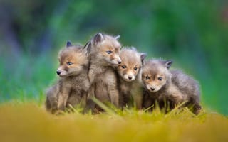 Картинка little foxes, малыши, лисята, лисы