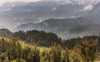 Картинка поле, лес, деревья, туман, Вьетнам, плантация, горы, панорама