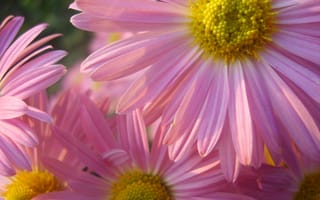Картинка цветы, розовые, Пиретрум розовый, Персидская ромашка, flowers