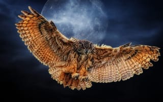 Картинка сова, Photoshop, крылья, Луна