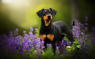 Картинка Tinkerbell, боке, цветы, собака, зелень