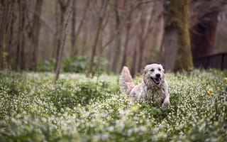 Картинка собака, пёс, морда, лес, весна, прогулка, радость