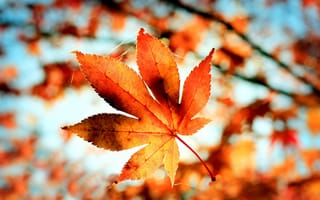 Обои лист, оранжевый, осень, боке, макро, природа, паутина, размытость