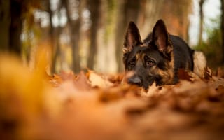 Обои собака, лес, размытость, осень, природа, овчарка, лежит, листья