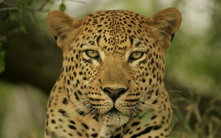 Картинка леопард, глаза, смотрит, желтые, пятнистый
