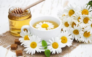 Картинка цветы, ромашки, чай душистый, мед