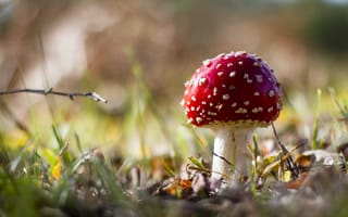 Картинка гриб, осень, лес, природа