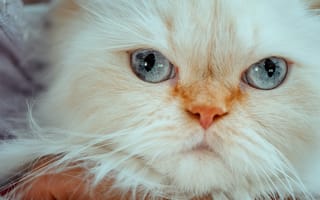 Картинка взгляд, голубые глаза, Гималайская кошка, мордочка