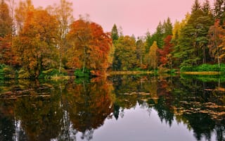 Картинка лес, озеро, осень