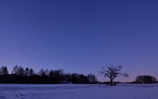 Картинка Япония, деревья, снег, ночь, звезды, поле, небо, сиреневое, зима