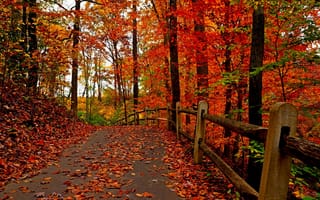 Картинка nature, деревья, лес, осень, forest, walk, autumn, colors, park, trees, природа, path, парк, fall, colorful, leaves, дорога, листья, road