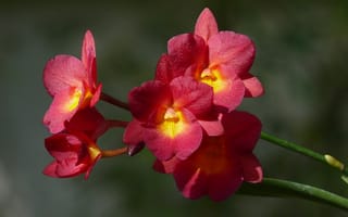 Картинка Орхидея, Orchid, Bokeh, Боке