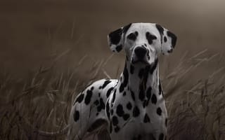 Картинка трава, далматин, взгляд, собака