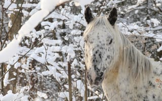 Картинка конь, зима, лес, лошадь, снег, морда