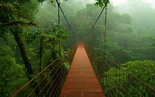 Обои Джунгли, мост, деревья, листва, туман