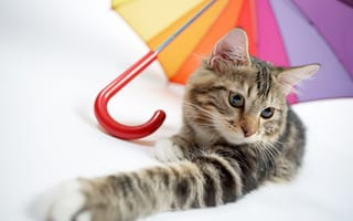 Картинка кот, кошка, лапка, зонтик