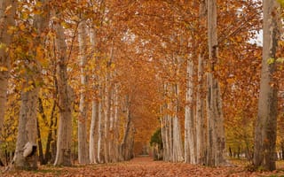 Картинка осень, парк, листья, платан, деревья, аллея