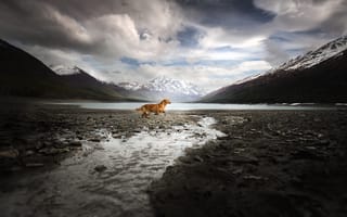 Картинка горы, Alaska Adventure, бег, собака