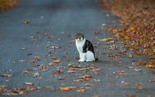 Картинка кошка, осень, улица