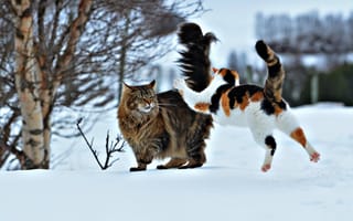 Картинка прыжок, ситуация, снег, два кота, коты, нападение, зима